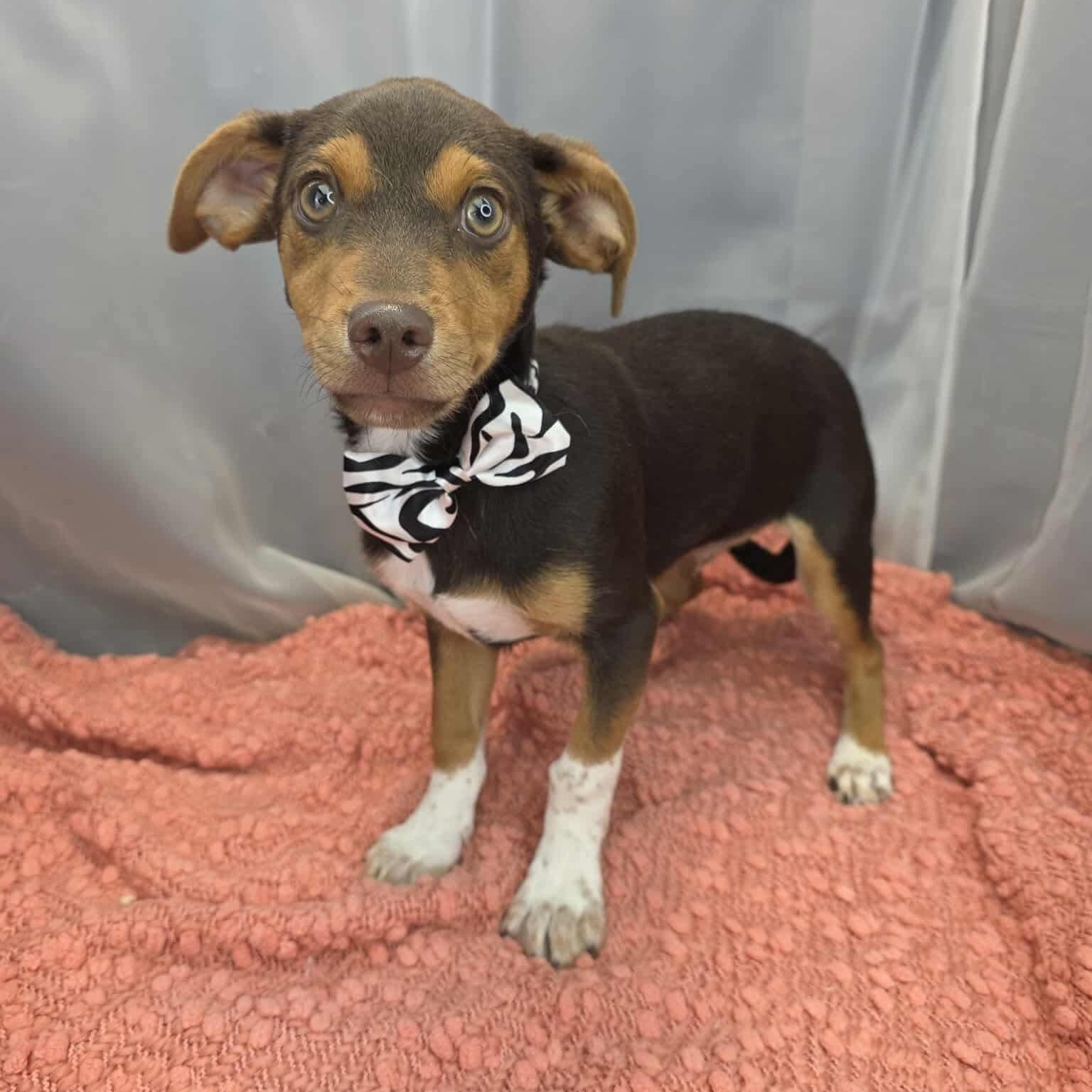 Enlarge Kellen, a Adoptable mixed breed in Jackson, MI image 3/6