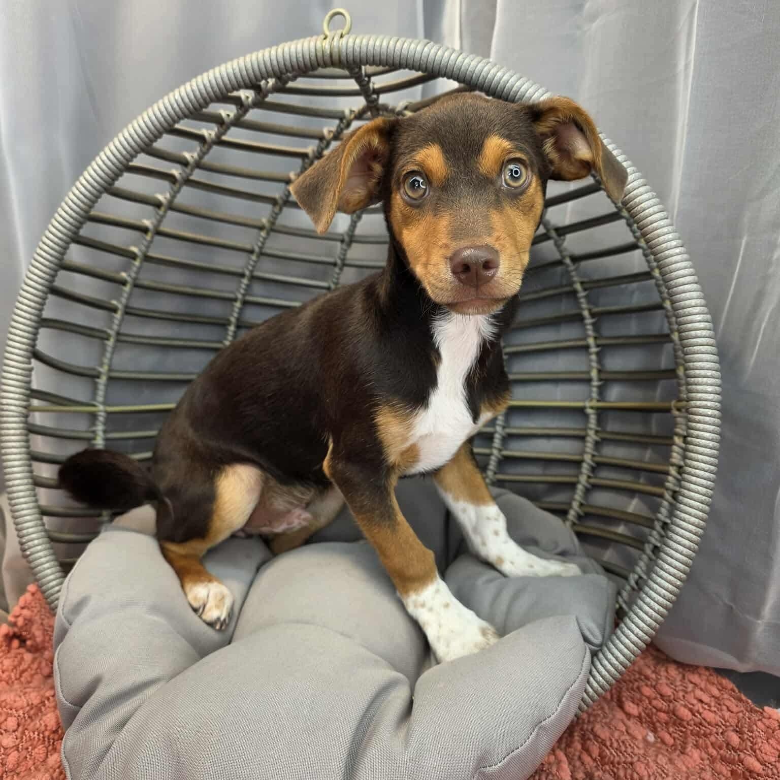 Enlarge Kellen, a Adoptable mixed breed in Jackson, MI image 4/6