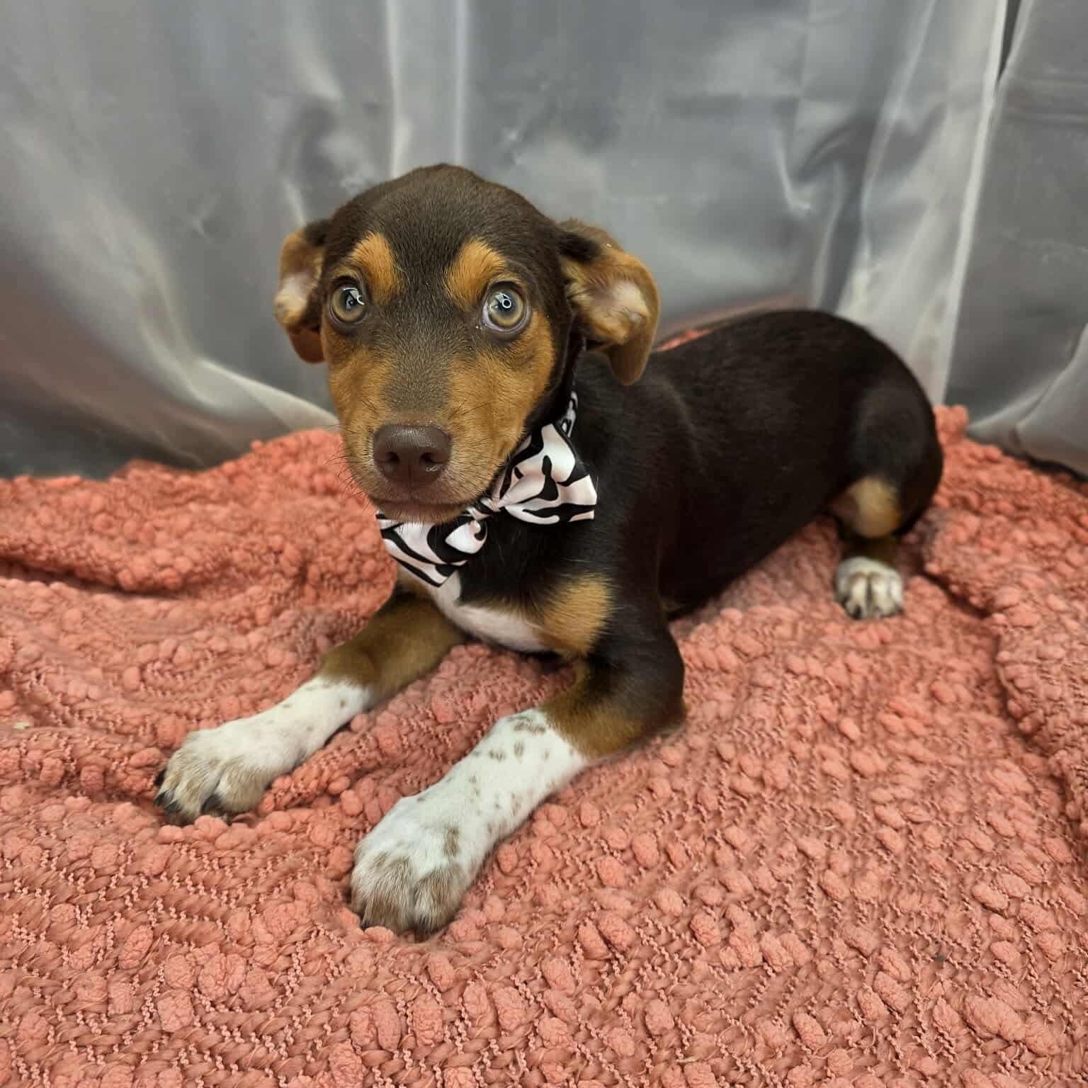 Enlarge Kellen, a Adoptable mixed breed in Jackson, MI image 5/6