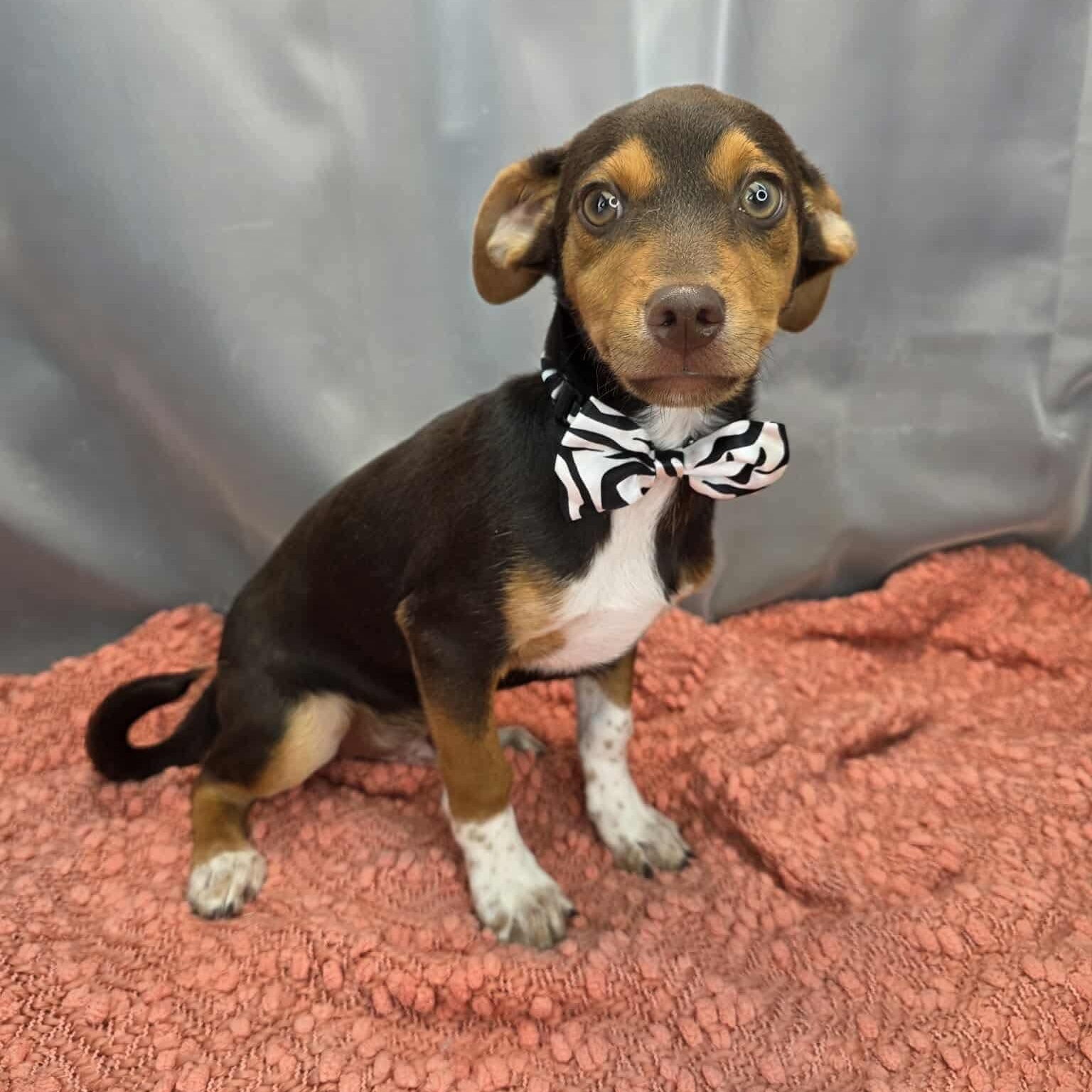 Enlarge Kellen, a Adoptable mixed breed in Jackson, MI image 2/6