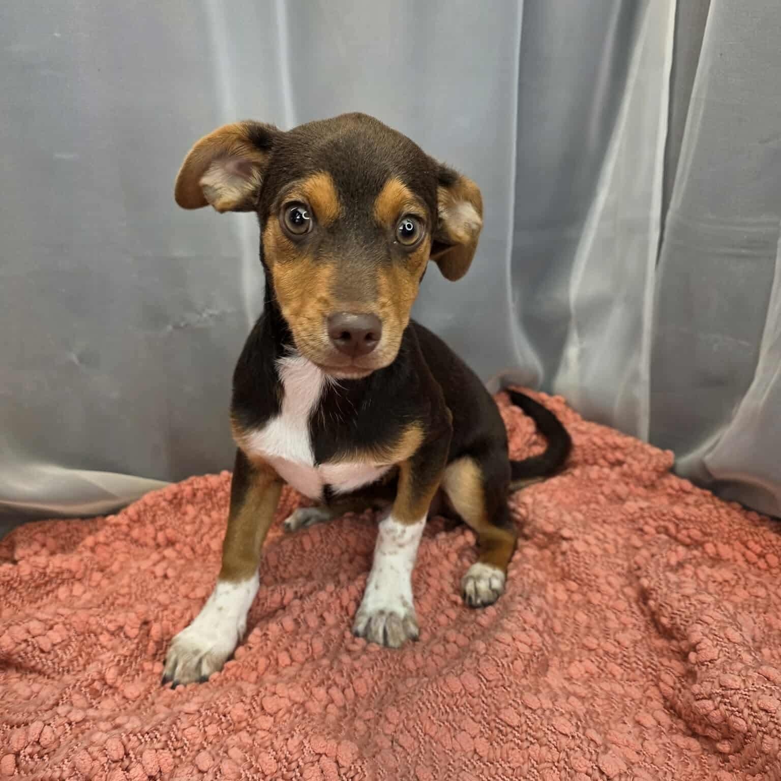 Enlarge Kellen, a Adoptable mixed breed in Jackson, MI image 6/6