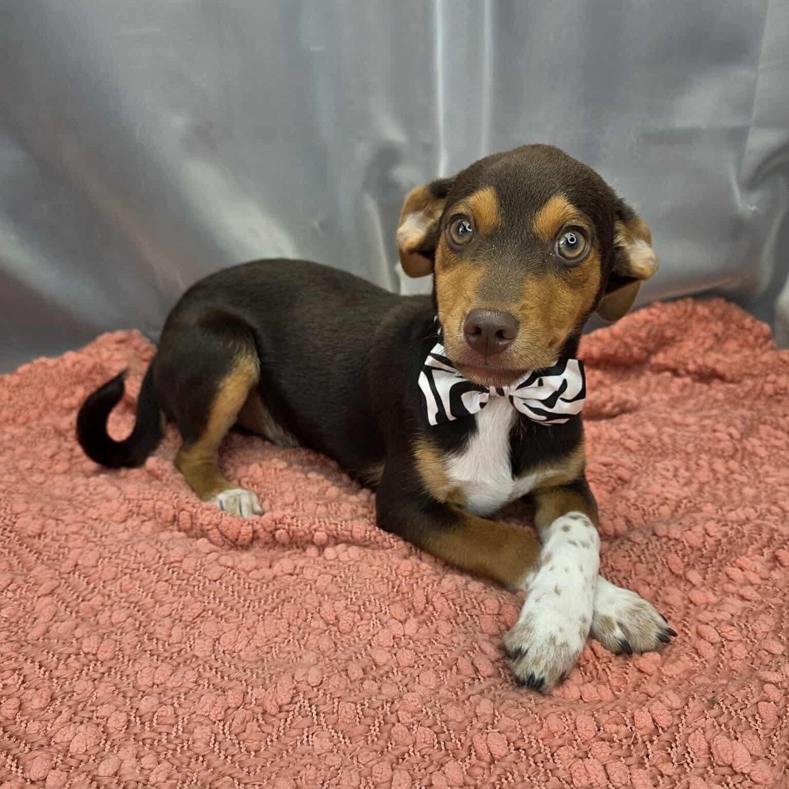 Kellen, Adoptable, Puppy Male Cattle Dog & Cocker Spaniel.