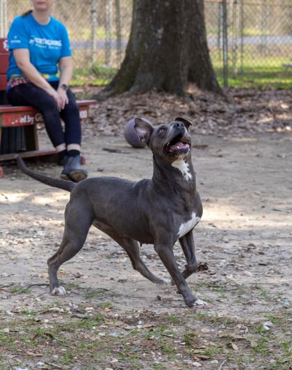 Dove, Adoptable, Young Female Mixed Breed & Mixed Breed.