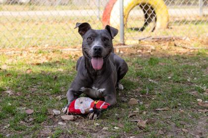 Enlarge Dove, a Adoptable Mixed Breed in Covington, LA image 2/3