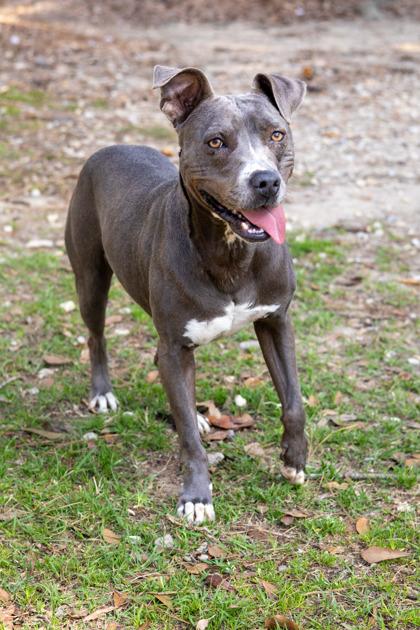 Enlarge Dove, a Adoptable Mixed Breed in Covington, LA image 3/3