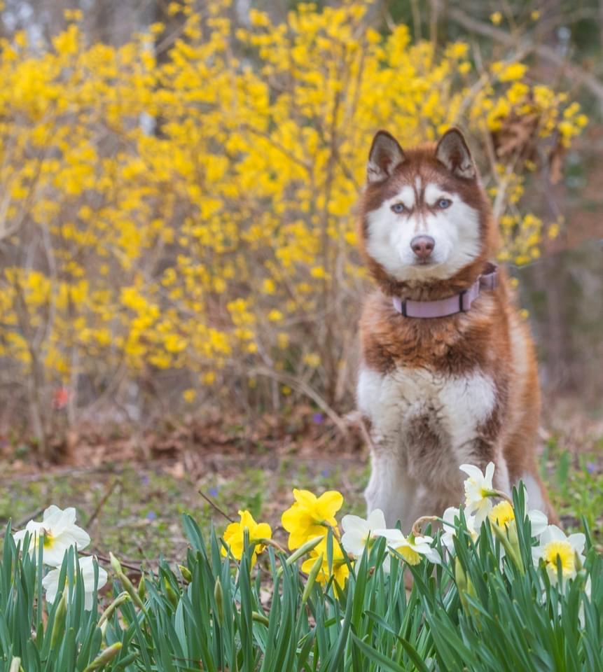 Piper, a Adoptable mixed breed in North Haledon, NJ image 1/6