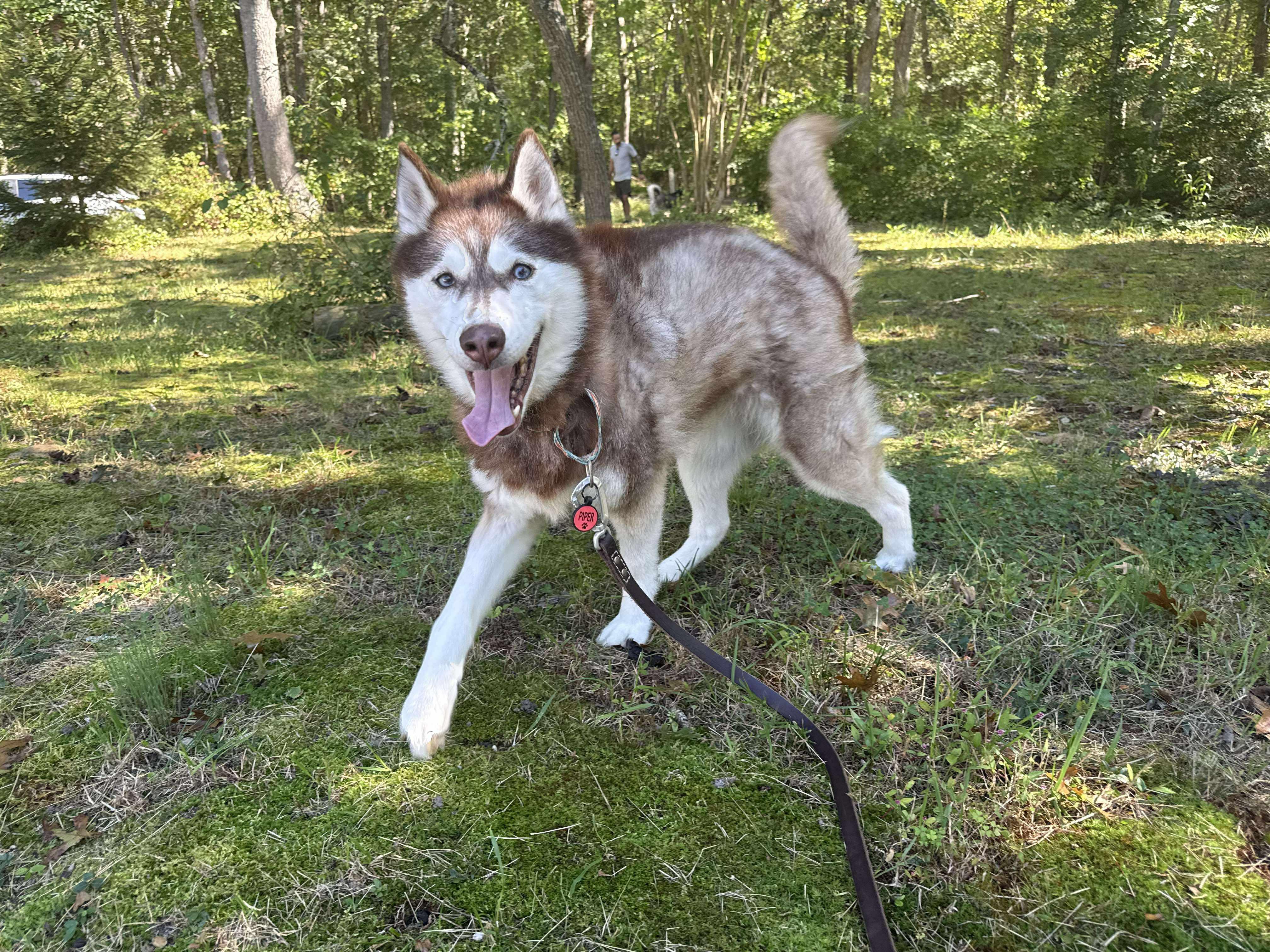 Piper, a Adoptable mixed breed in North Haledon, NJ image 3/6