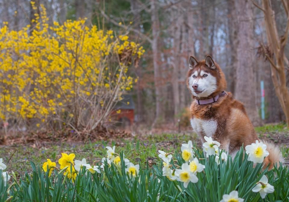 Piper, a Adoptable mixed breed in North Haledon, NJ image 4/6