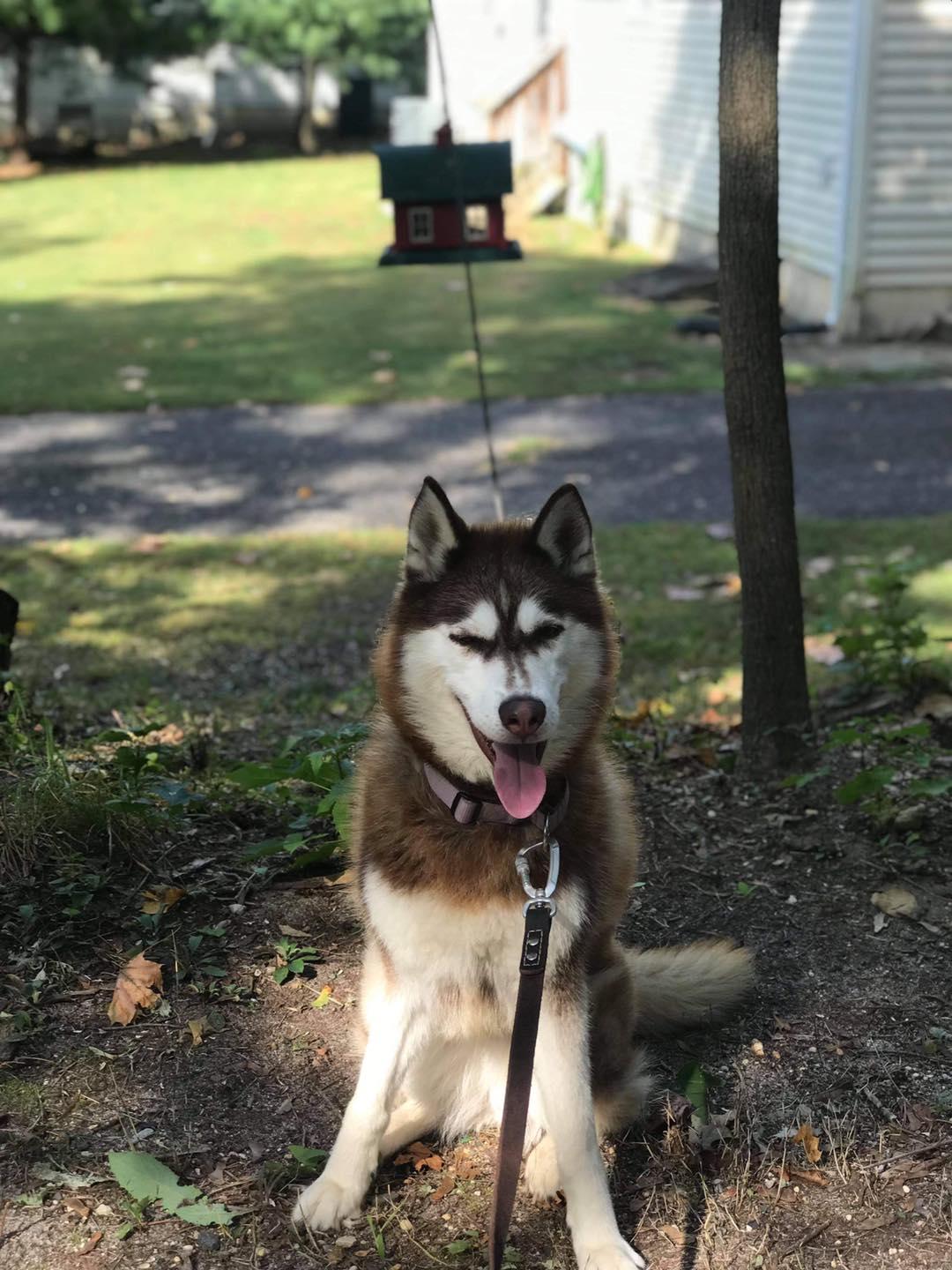 Piper, a Adoptable mixed breed in North Haledon, NJ image 5/6