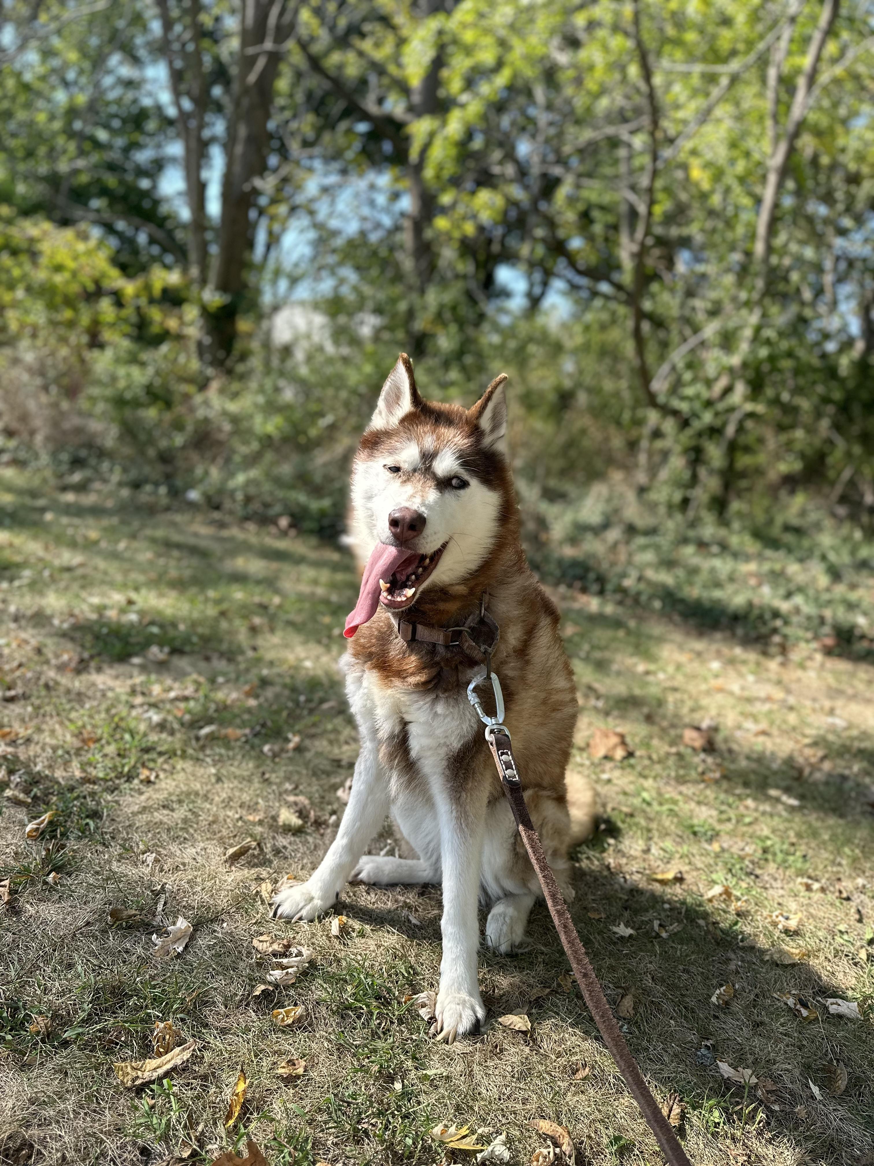 Enlarge Piper, a Adoptable mixed breed in North Haledon, NJ image 4/6