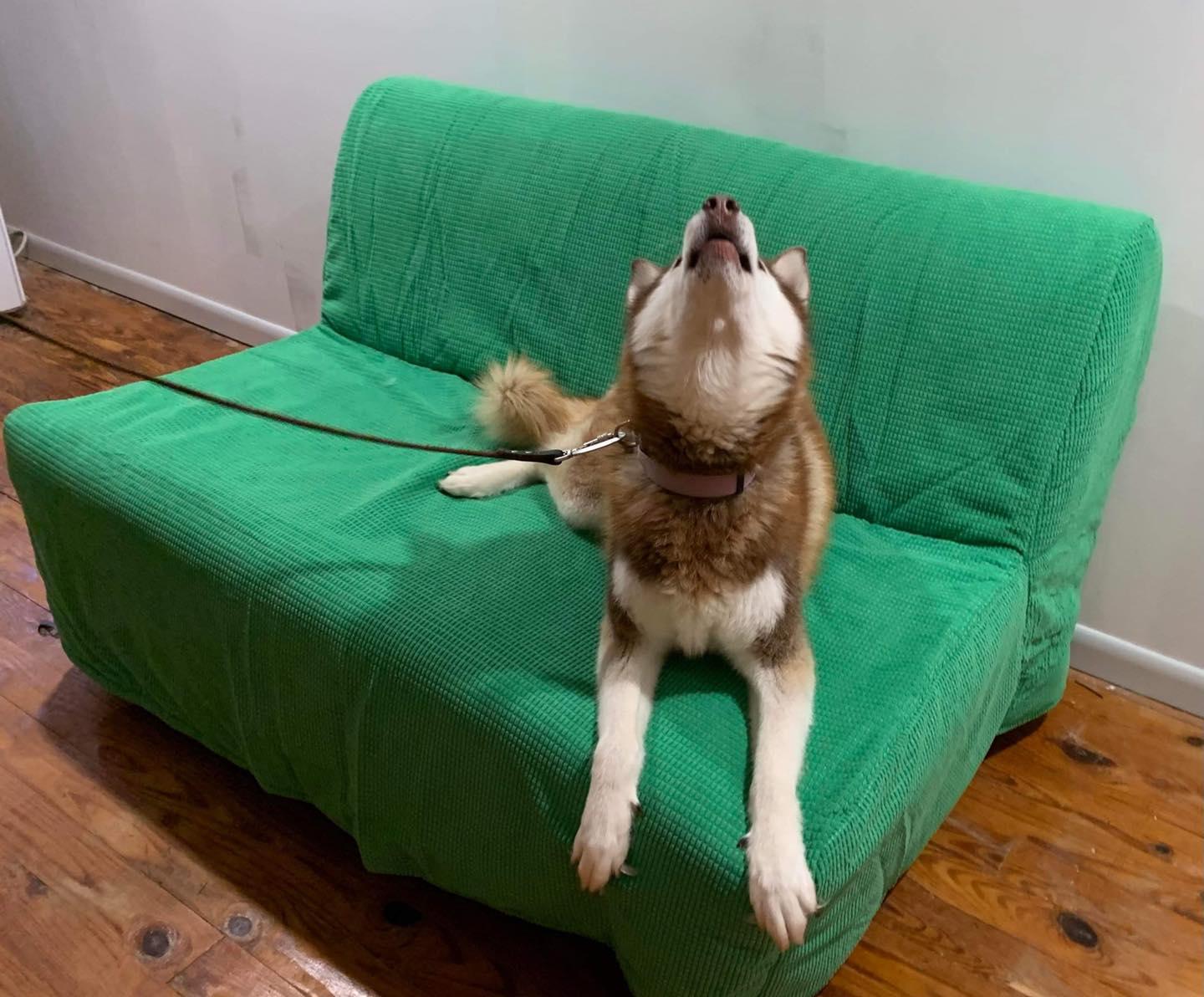 Piper, a Adoptable mixed breed in North Haledon, NJ image 6/6