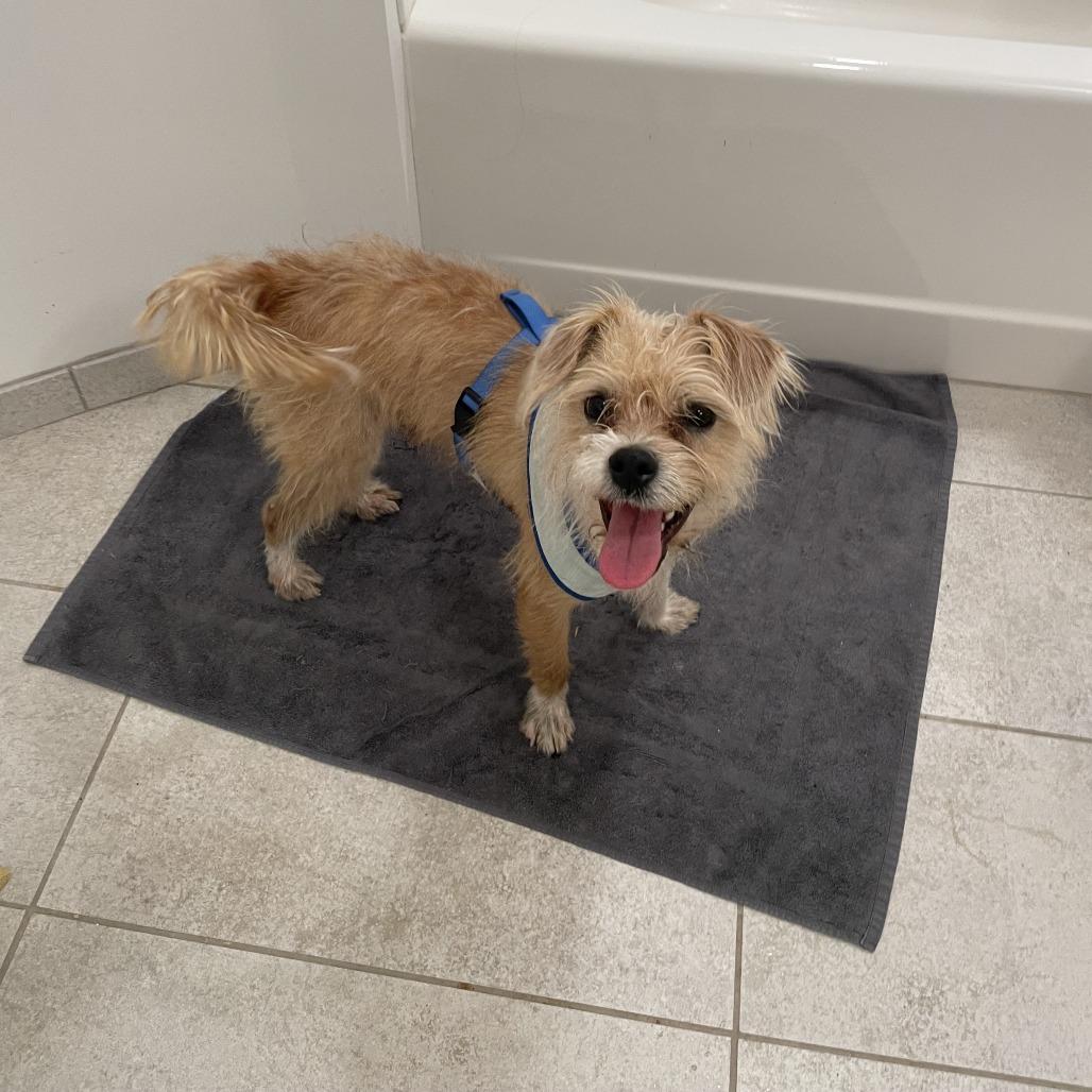 Ernie, a Adoptable Mixed Breed in Philadelphia, PA image 1/6