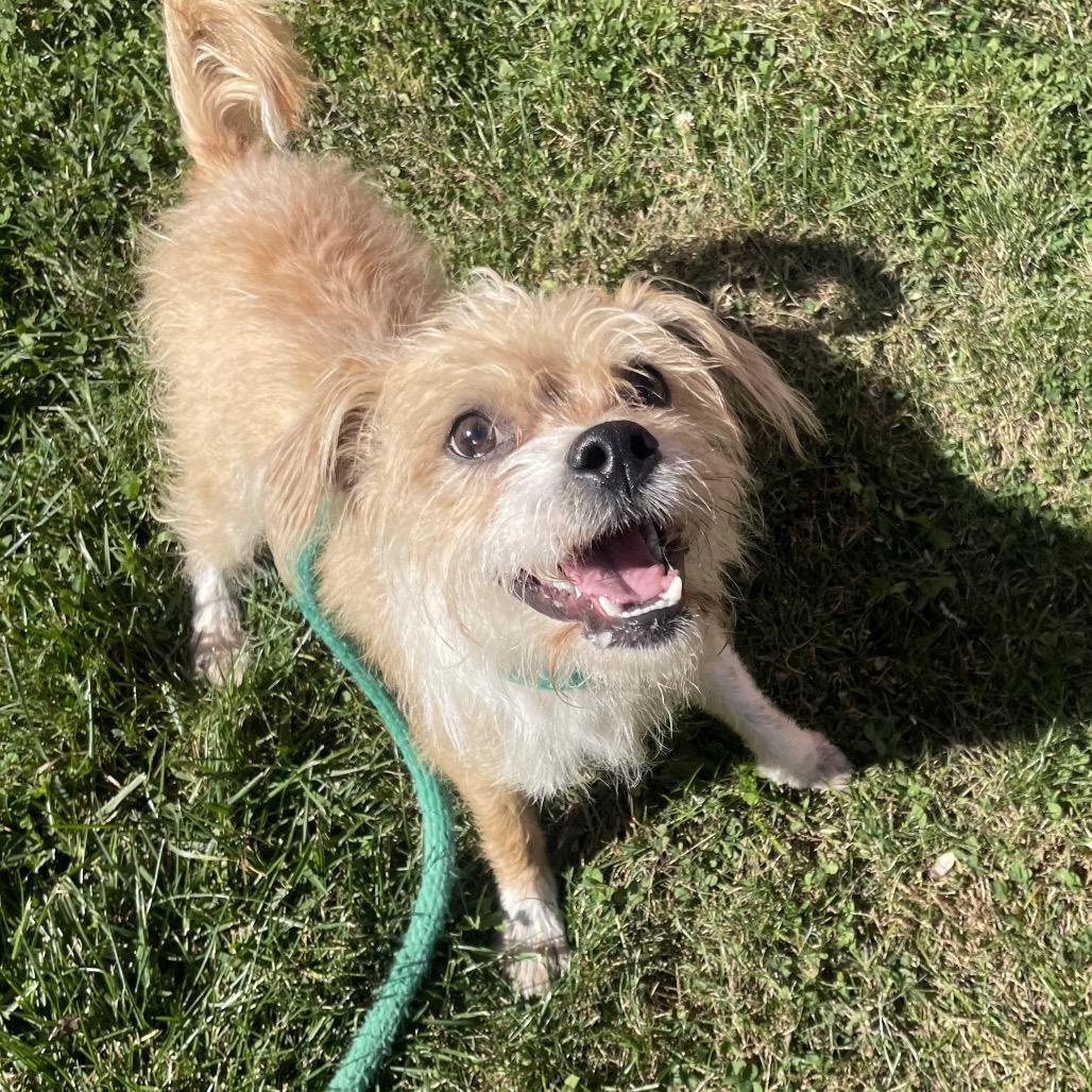 Ernie, Adoptable, Young Male Mixed Breed.