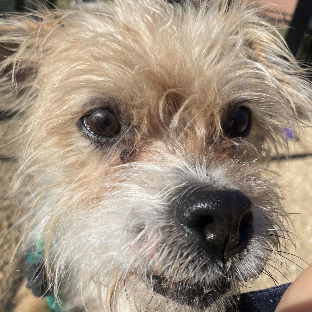 Ernie, a Adoptable Mixed Breed in Philadelphia, PA image 2/6