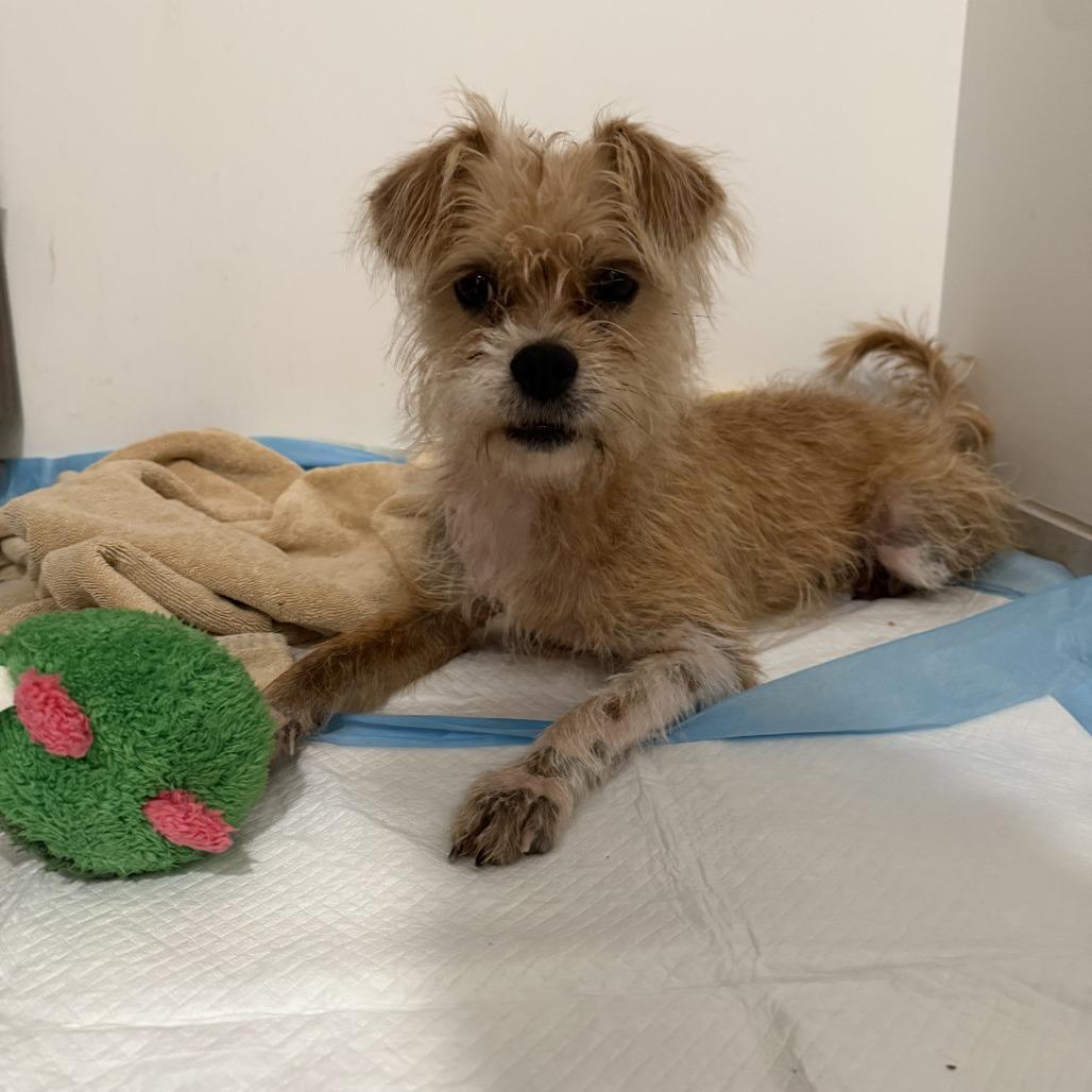 Ernie, a Adoptable Mixed Breed in Philadelphia, PA image 3/6