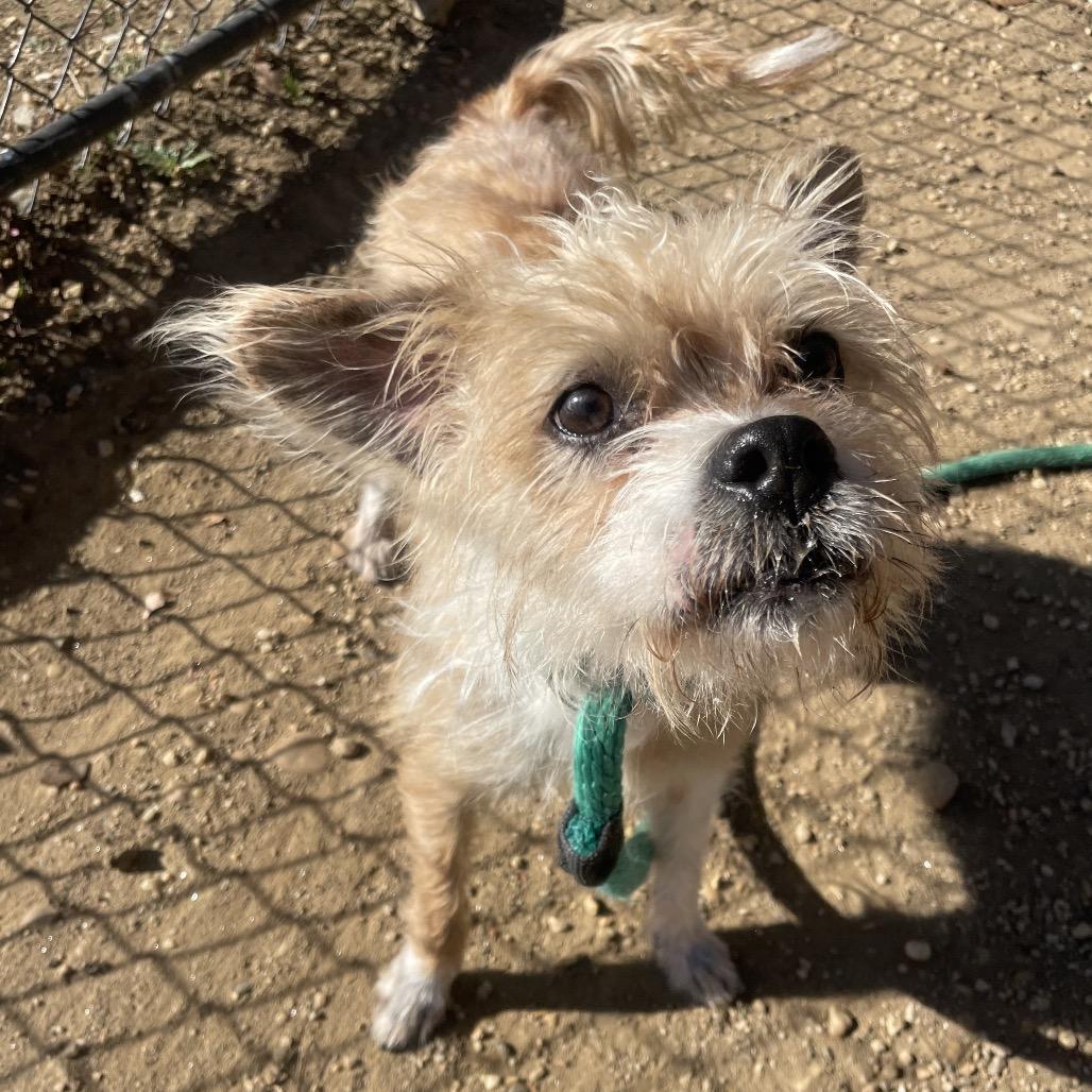 Ernie, a Adoptable Mixed Breed in Philadelphia, PA image 4/6