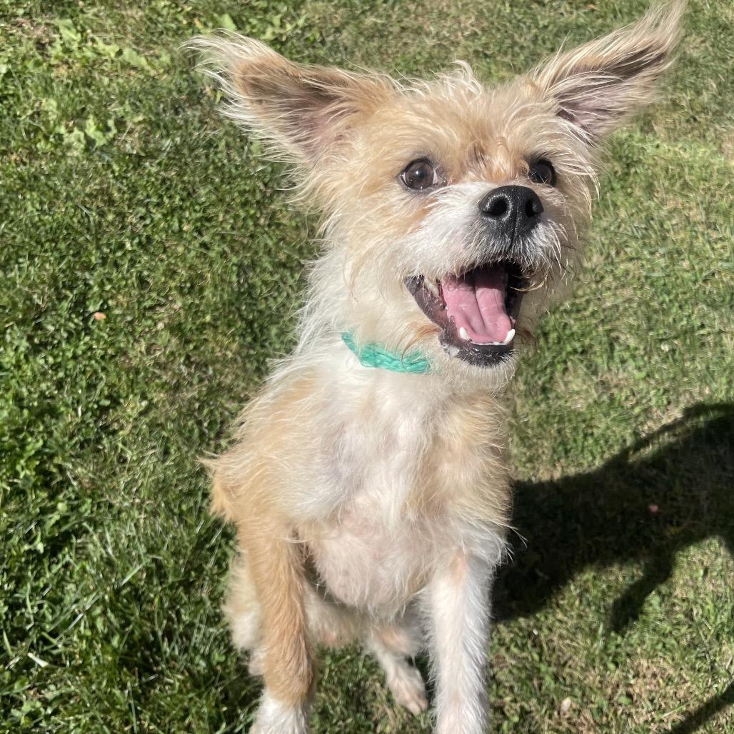Enlarge Ernie, a Adoptable Mixed Breed in Philadelphia, PA image 3/6