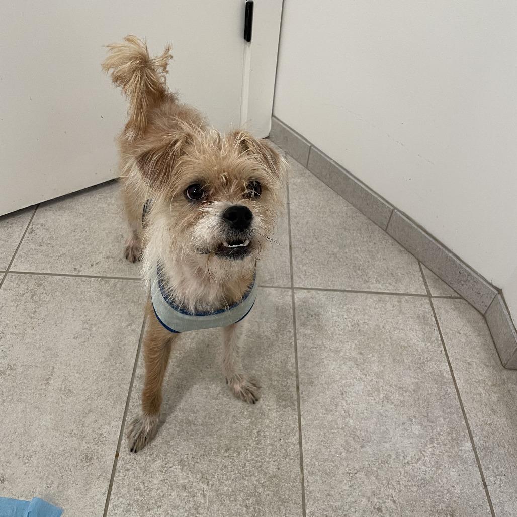 Ernie, a Adoptable Mixed Breed in Philadelphia, PA image 6/6