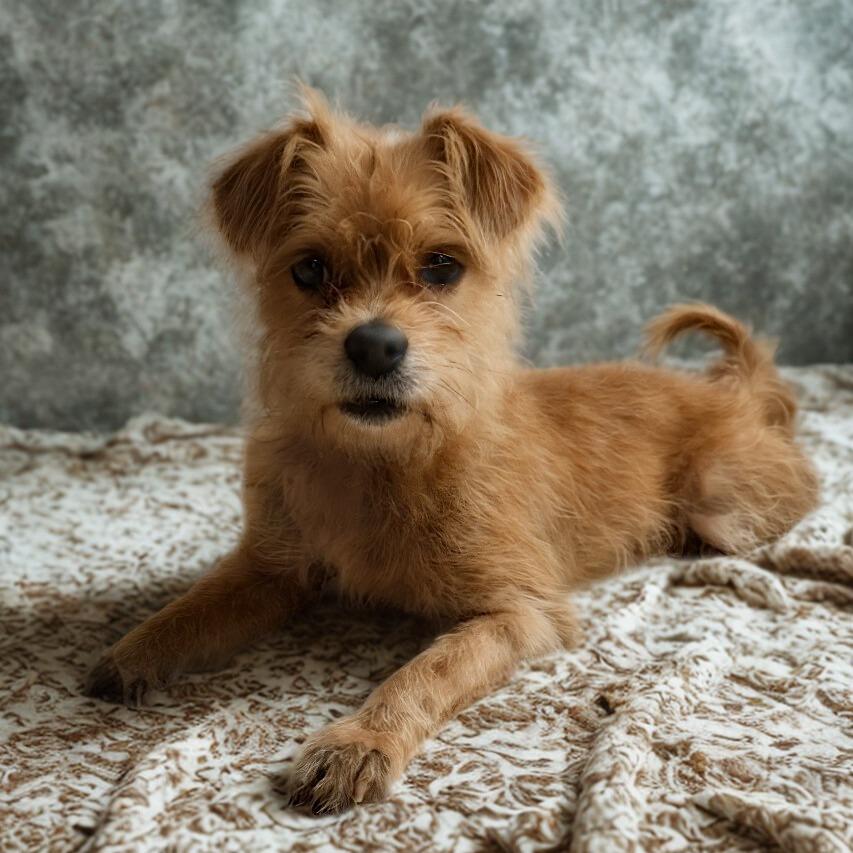 Enlarge Ernie, a Adoptable Mixed Breed in Philadelphia, PA image 5/6