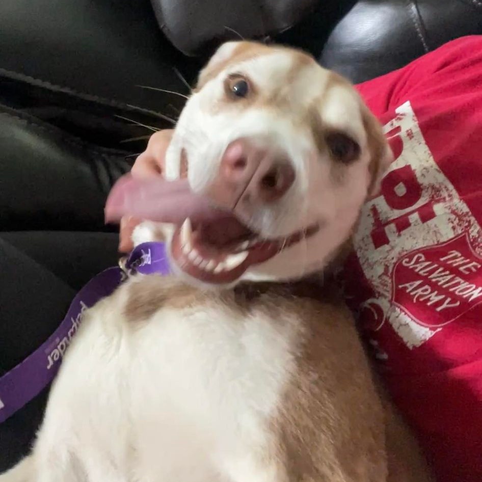 Enlarge Dug, a Adoptable mixed breed in New Brunswick, NJ image 4/6