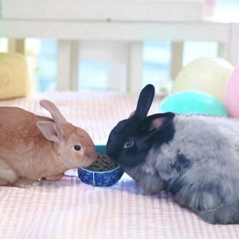 Jackie Brown(bonded to Mojave), Adoptable, Adult Female Angora Rabbit.