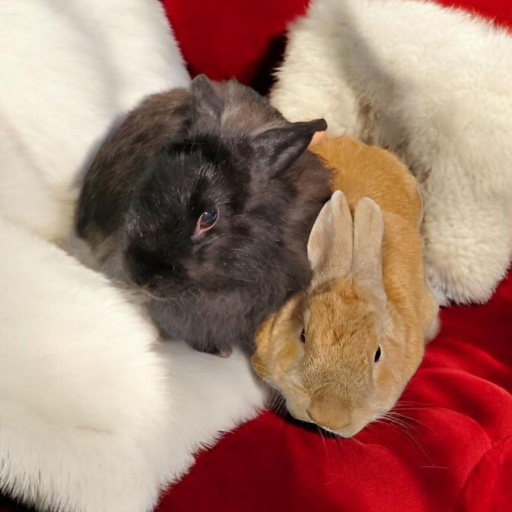 Enlarge Jackie Brown(bonded to Mojave), a Adoptable Angora Rabbit in Murrieta, CA image 2/3