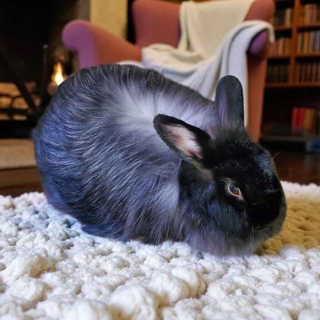 Enlarge Jackie Brown(bonded to Mojave), a Adoptable Angora Rabbit in Murrieta, CA image 3/3