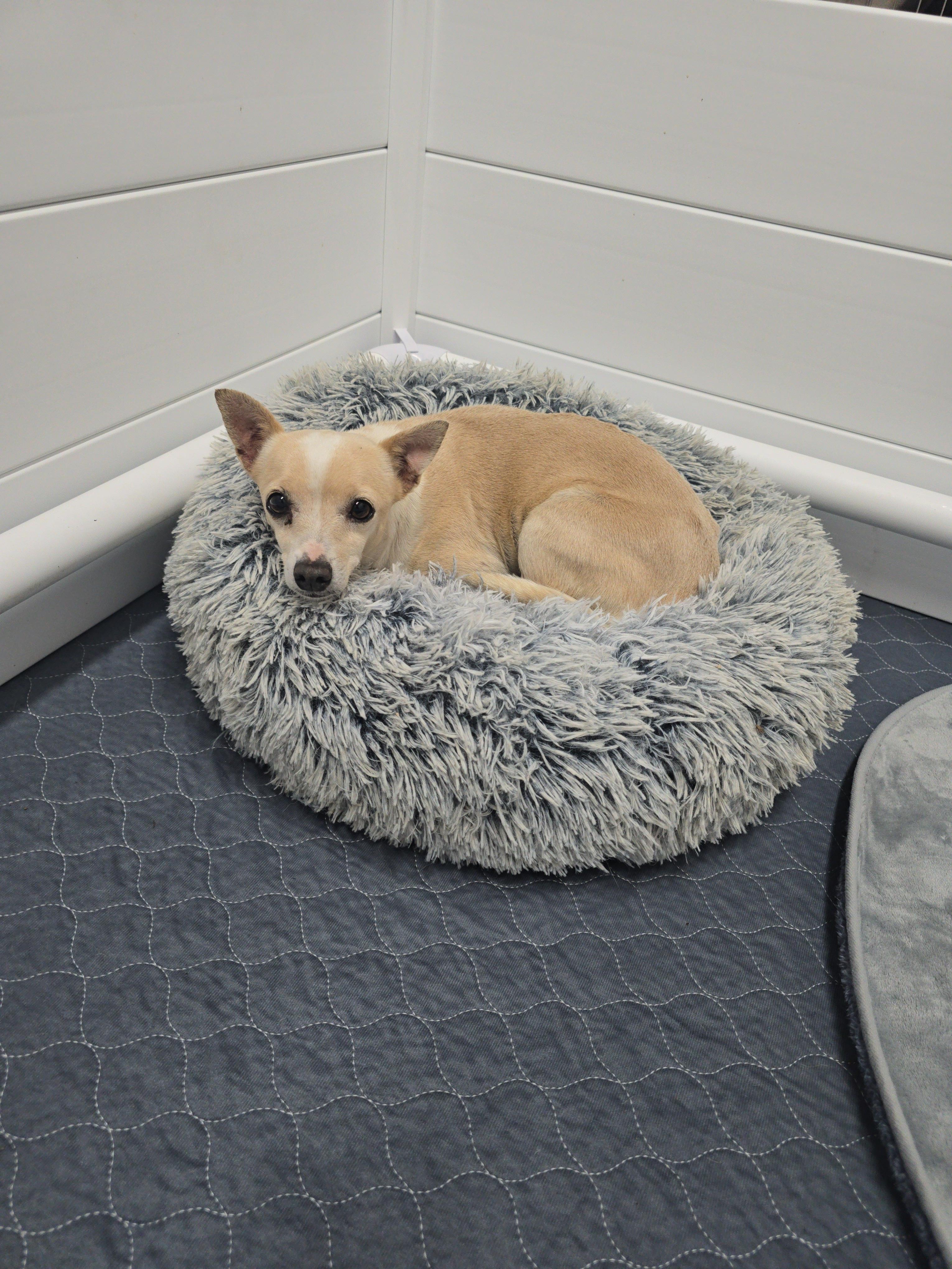 Enlarge Lady Tiny, a Adopted mixed breed in Discovery Bay, CA image 3/3