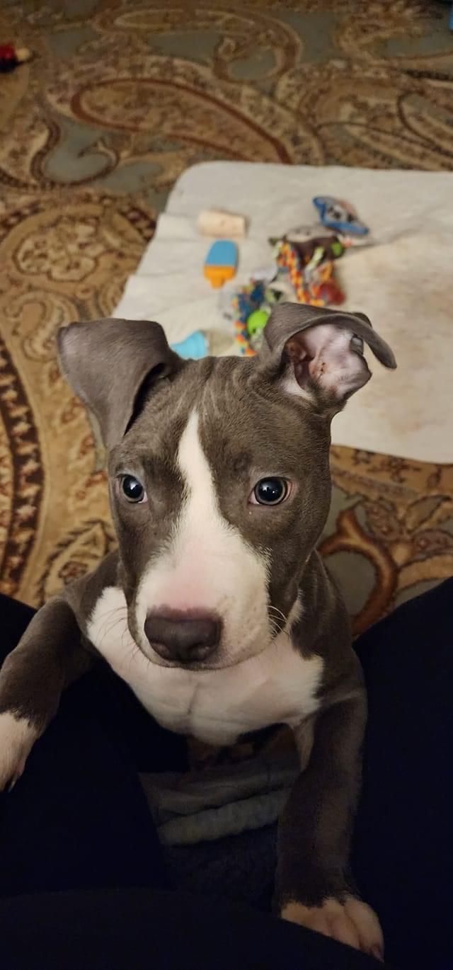 Kip, Adopted, Adult Male American Staffordshire Terrier.