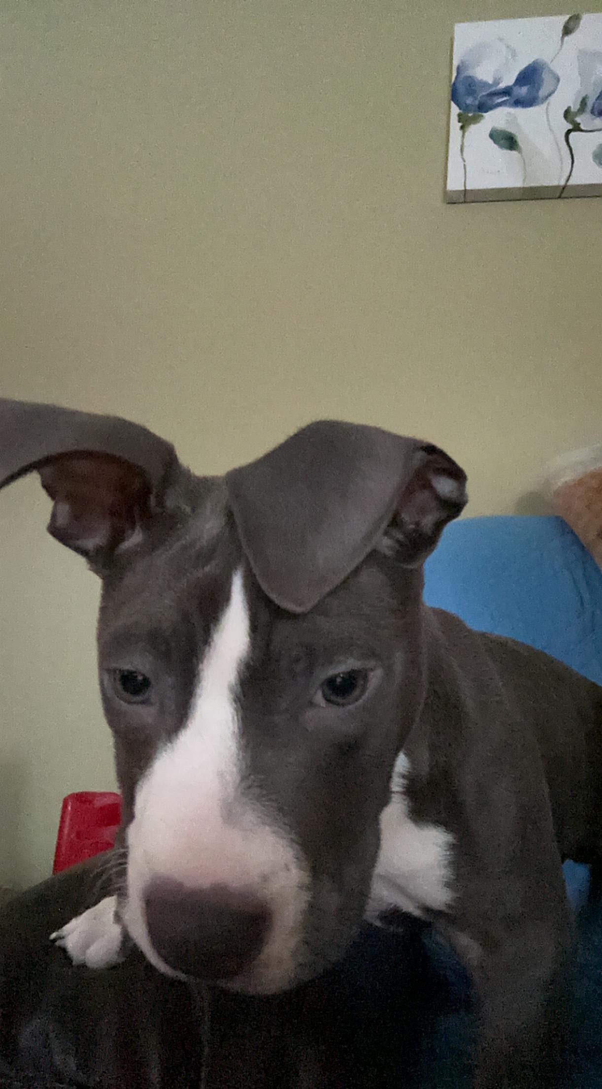 Enlarge Kip, a Adopted American Staffordshire Terrier in Cologne, MN image 2/5