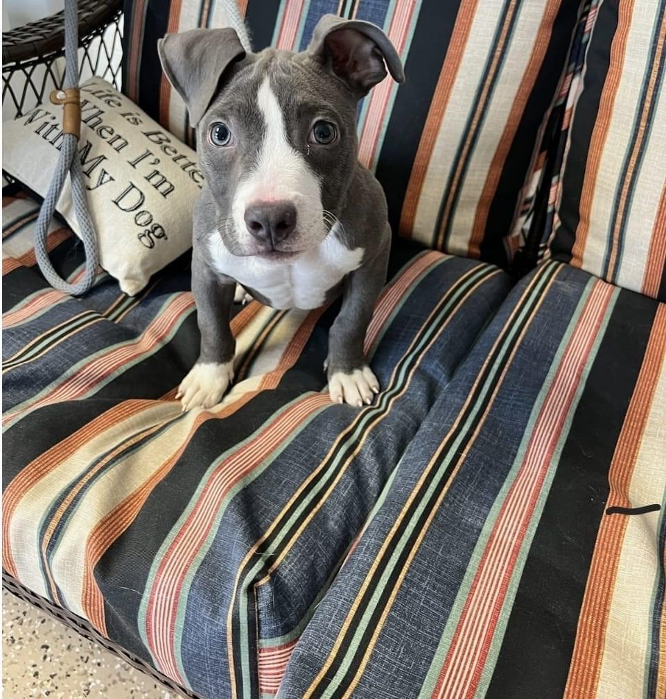 Enlarge Kip, a Adopted American Staffordshire Terrier in Cologne, MN image 3/5