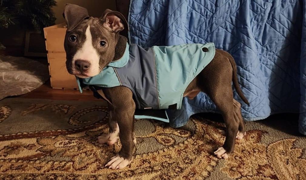 Enlarge Kip, a Adopted American Staffordshire Terrier in Cologne, MN image 4/5
