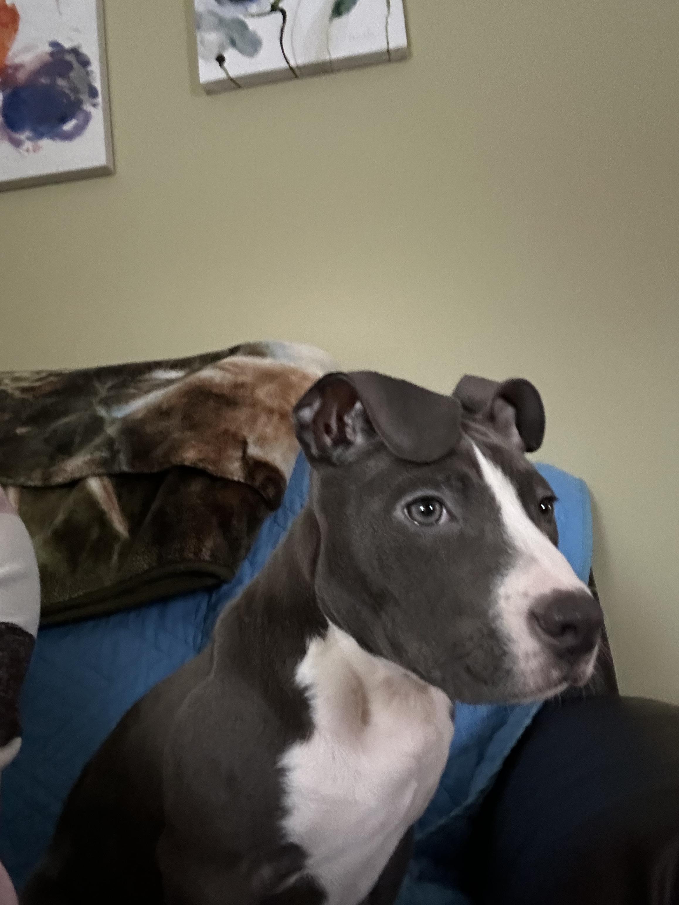 Enlarge Kip, a Adopted American Staffordshire Terrier in Cologne, MN image 5/5