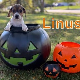 Linus