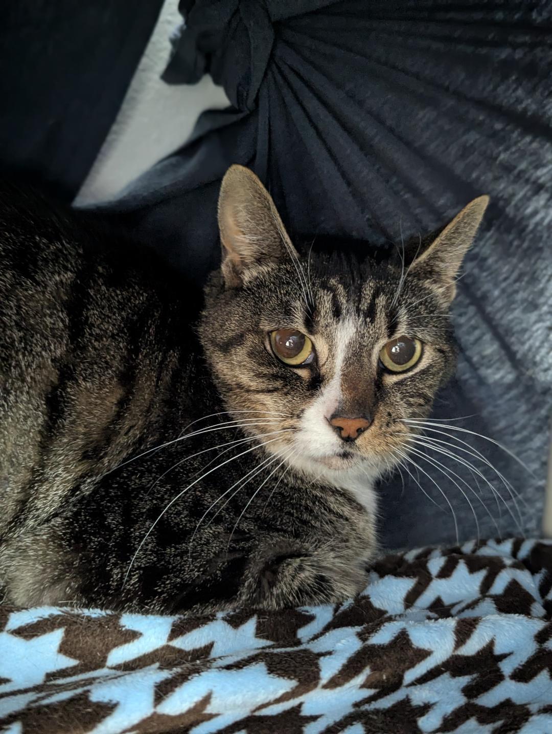 Betina, ADOPTABLE, Adult Female Domestic Short Hair.