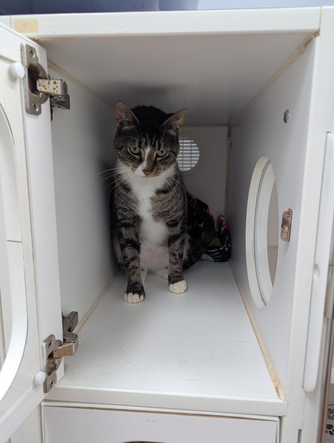 Betina, ADOPTABLE, Adult Female Domestic Short Hair.