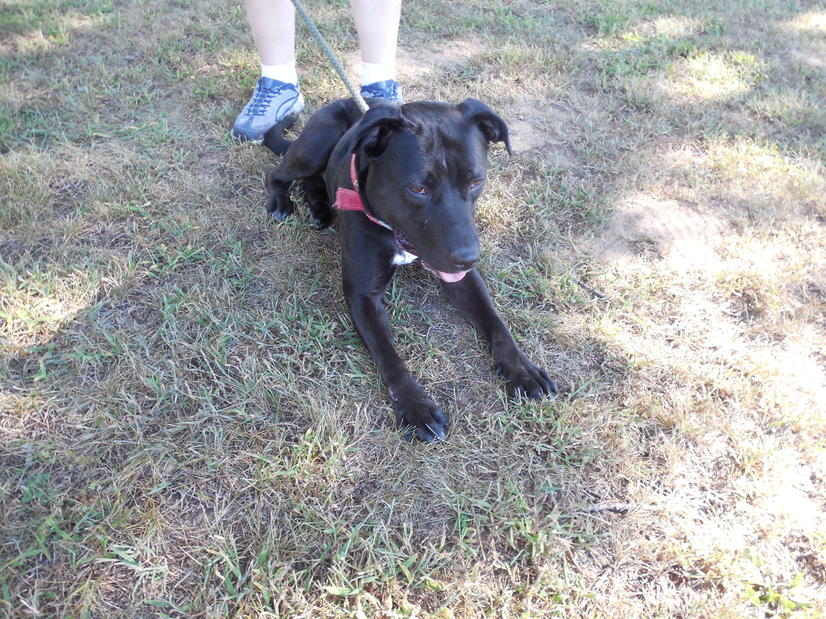 Hemi, a Adoptable mixed breed in Monticello, IN image 1/3