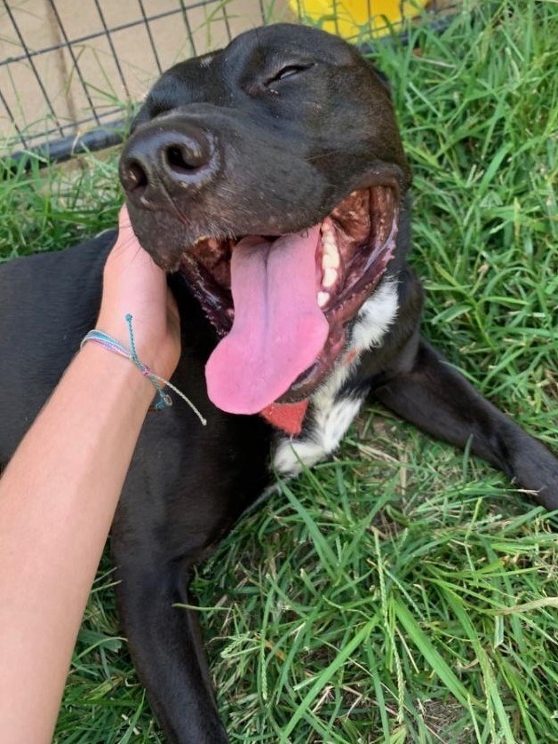 Hemi, a Adoptable mixed breed in Monticello, IN image 2/3