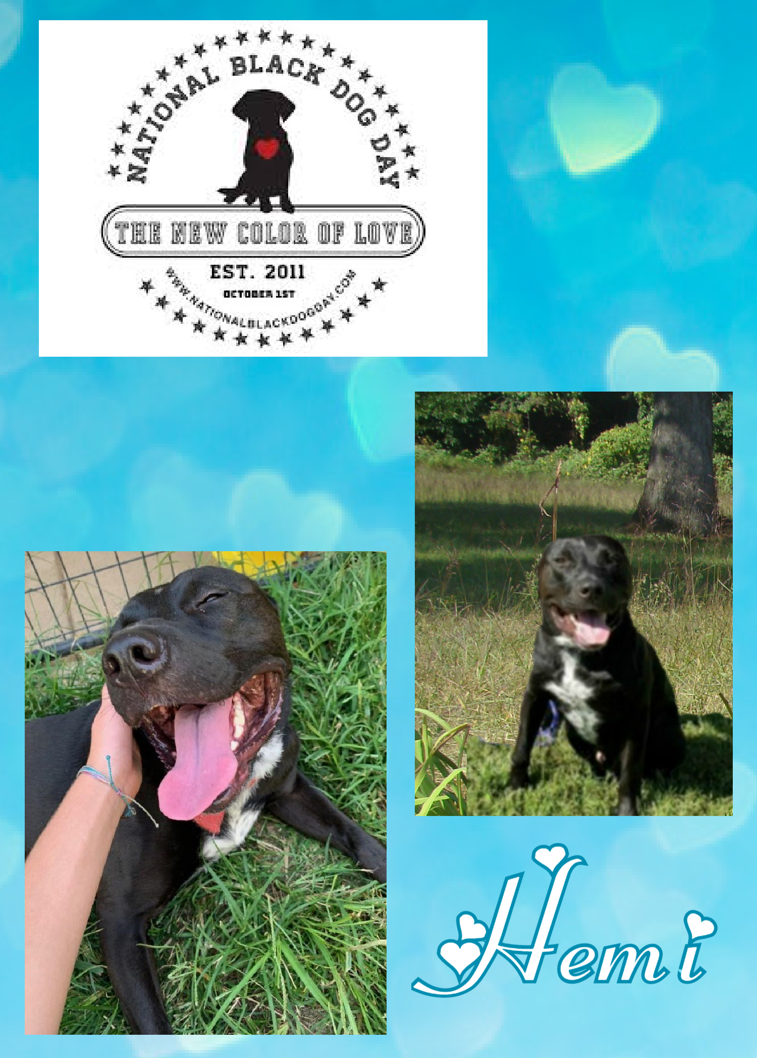 Hemi, a Adoptable mixed breed in Monticello, IN image 3/3