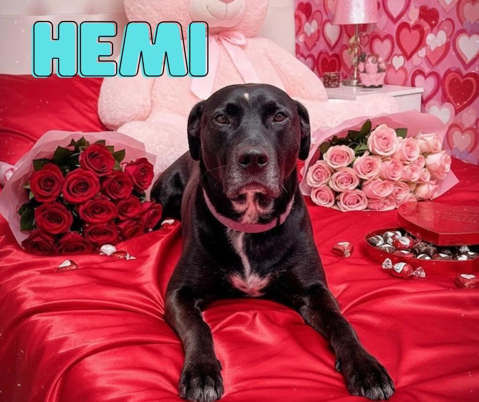Hemi, a Adoptable mixed breed in Monticello, IN image 1/3