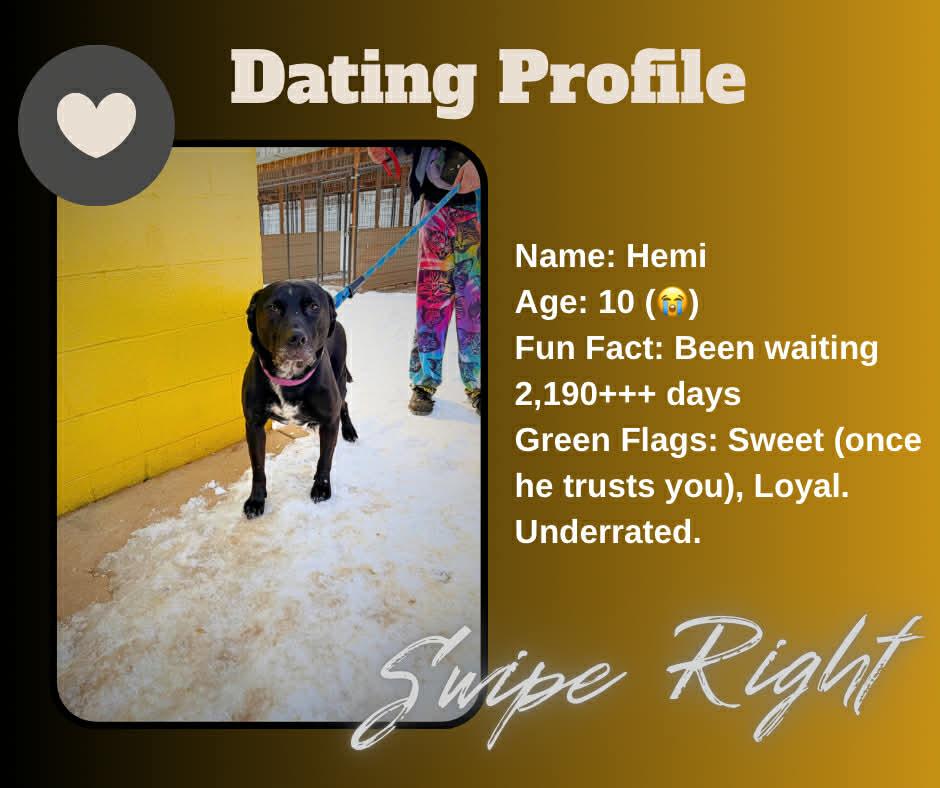Hemi, Adoptable, Young Male American Staffordshire Terrier.