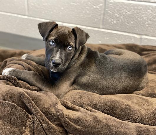 Enlarge Callie, an adopted mixed breed in Charles Town, WV image 4/6