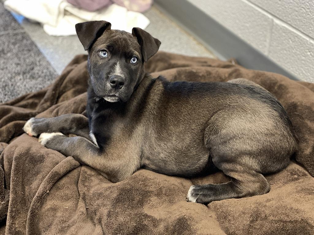 Enlarge Callie, an adopted mixed breed in Charles Town, WV image 5/6