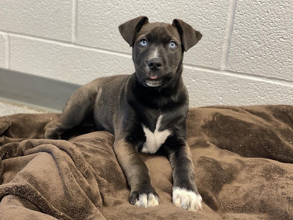 Enlarge Callie, an adopted mixed breed in Charles Town, WV image 6/6