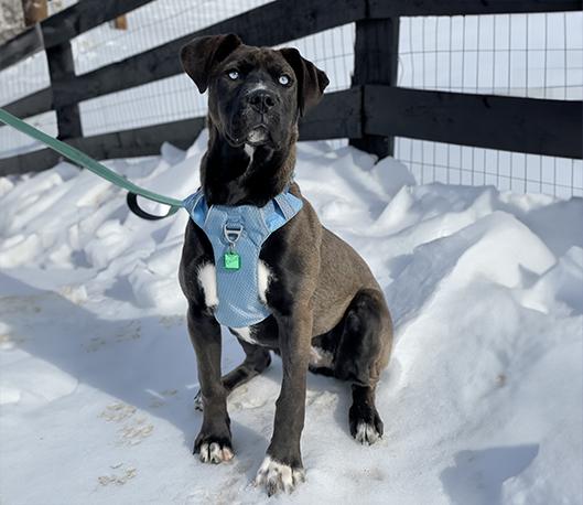 Enlarge Callie, an adopted mixed breed in Charles Town, WV image 3/6