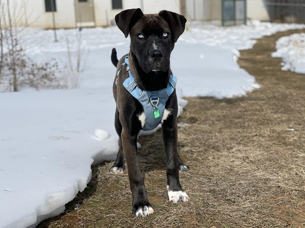 Enlarge Callie, an adopted mixed breed in Charles Town, WV image 2/6