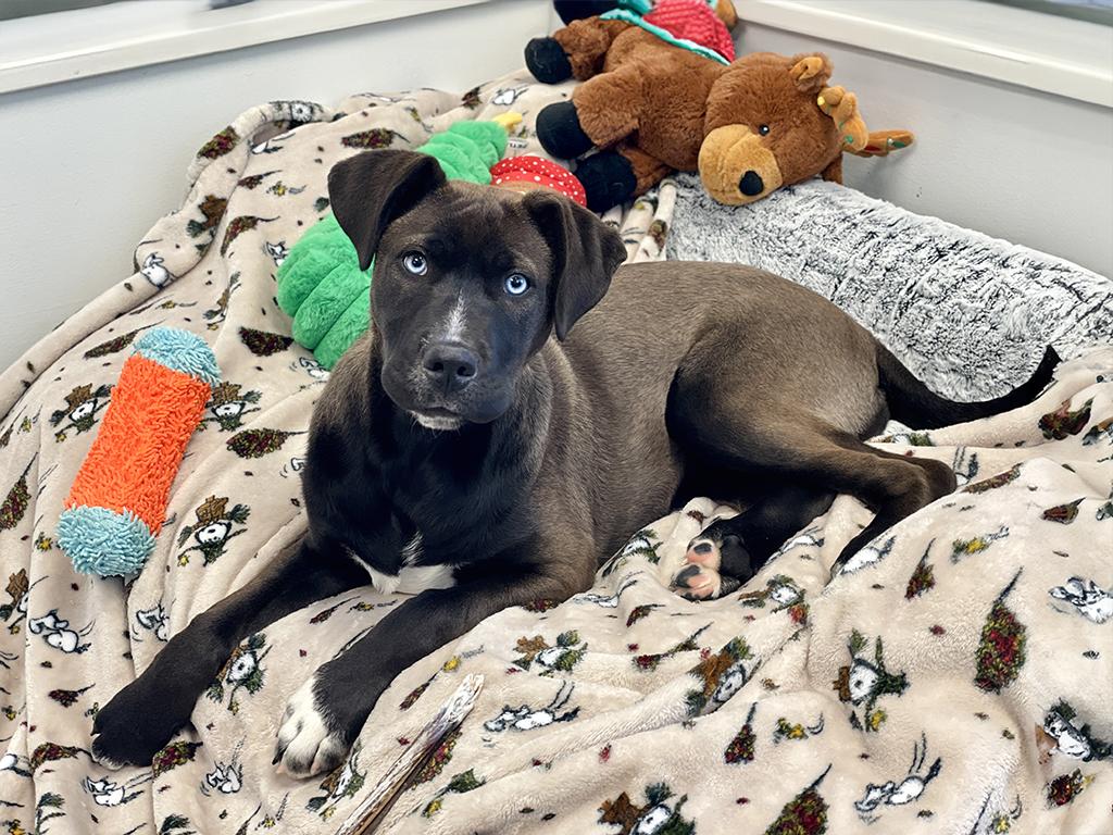 Enlarge Callie, an adopted mixed breed in Charles Town, WV image 1/6