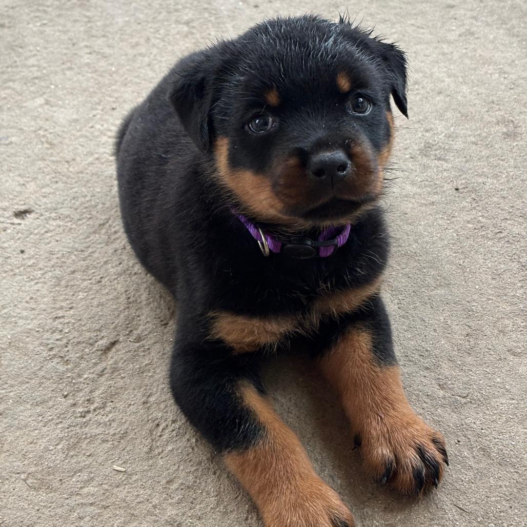 Enlarge Hiccup, a Adoptable Rottweiler in Raleigh, NC image 1/4