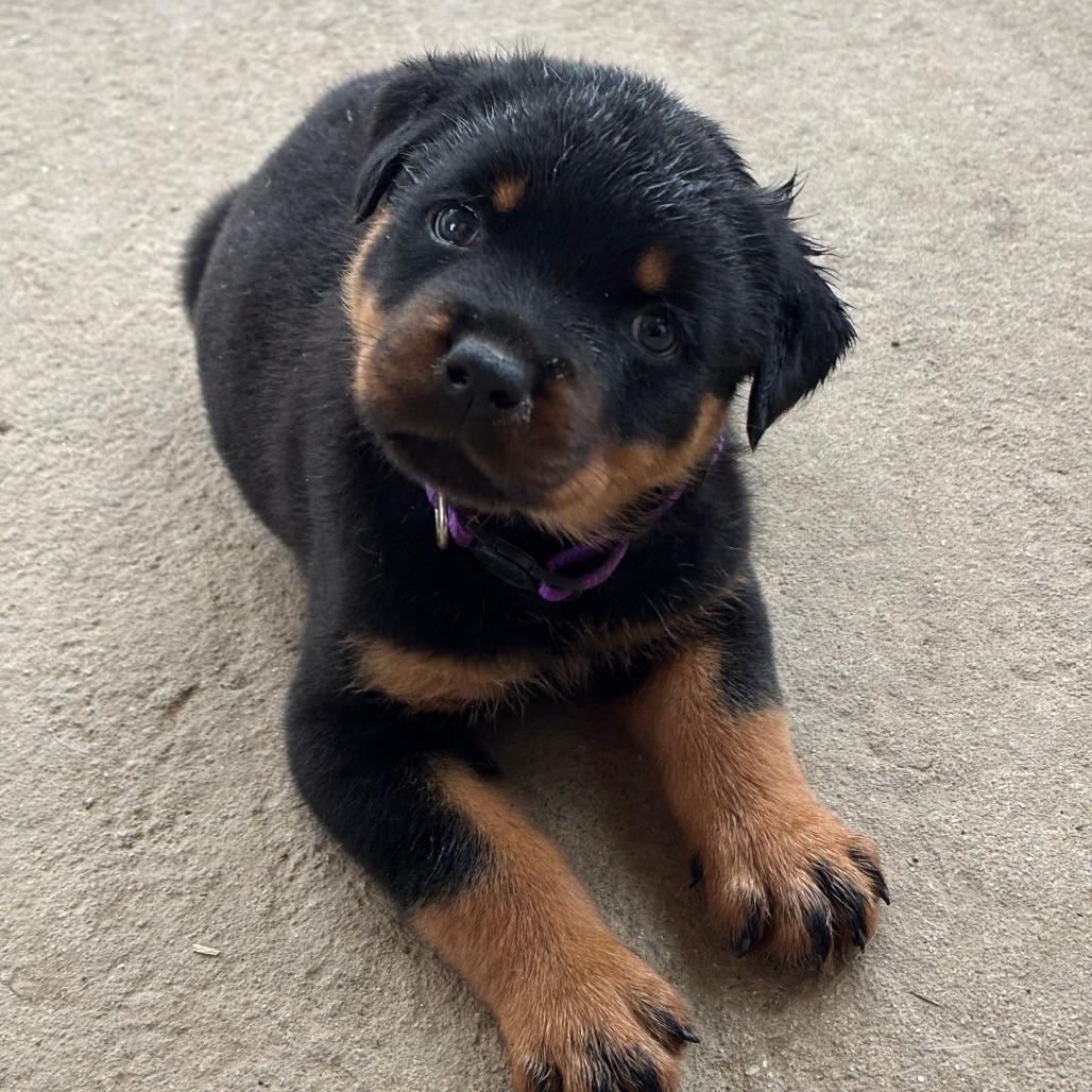 Enlarge Hiccup, a Adoptable Rottweiler in Raleigh, NC image 2/4