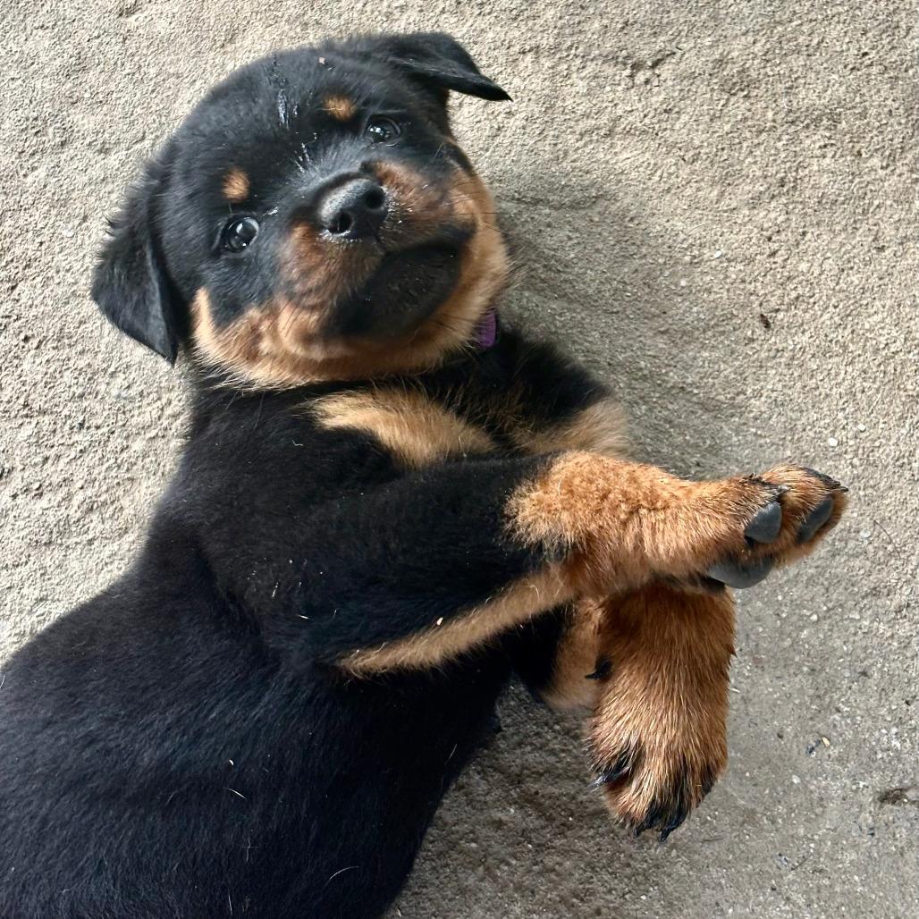 Enlarge Hiccup, a Adoptable Rottweiler in Raleigh, NC image 3/4